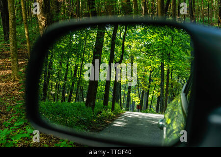 Silhouette of tree trunk with odd curve in rear-view mirror in woods Stock Photo