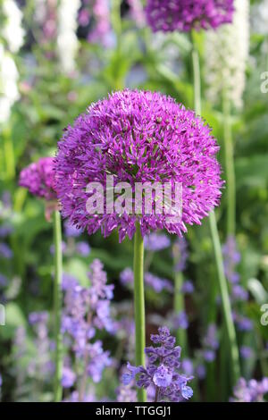 Giant purple allium flowers Stock Photo
