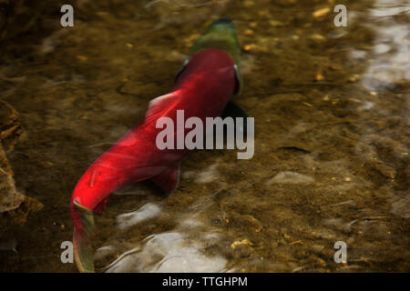 Sockeye salmon swim in the Adams River. Stock Photo