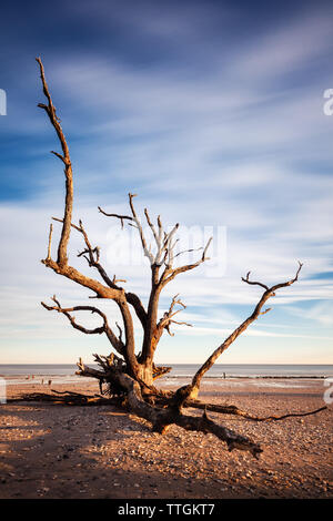 Long exposure image of Lone Tree at the beach, Botany Bay, Edisto Island, SC, USA Stock Photo