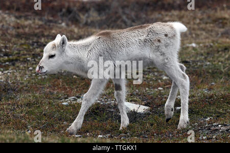 Reindeer calf on Swedish tundra, Summer. Stock Photo