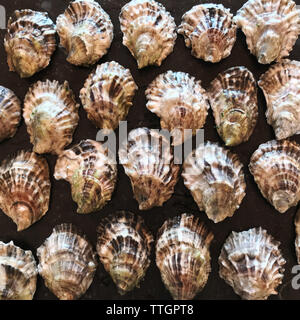 Fresh East Coast Oysters on Marble Surface Stock Photo