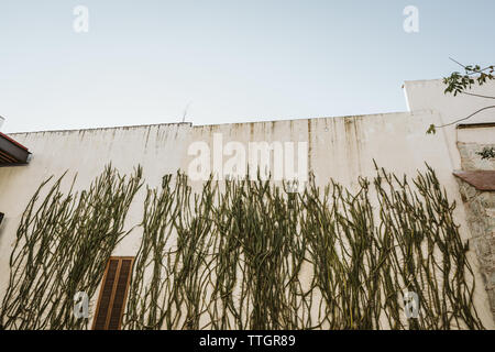green cacti climb and cover a white wall on a sunny day in mexico Stock Photo