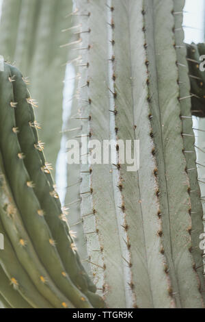 details of ridges and spines of a green saguaro cactus in mexico Stock Photo
