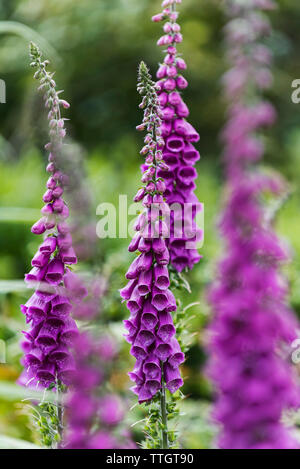 Common Foxglove, Digitalis purpurea Stock Photo