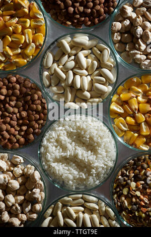 Seeds in petri dishes Stock Photo