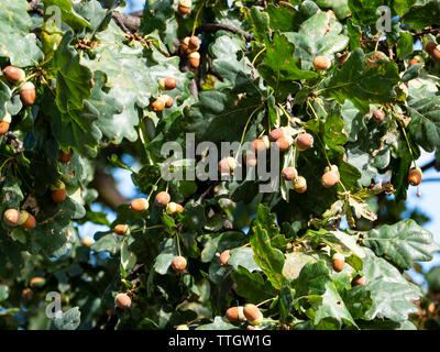 Fresh acorns on oak tree Stock Photo