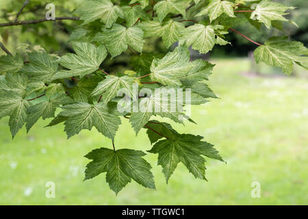 Close up of the variegated green yellow leaves of Acer Pseudoplatanus Brilliantissimum in June, England, UK Stock Photo