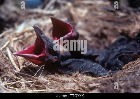 Close-up of young American crows (Corvus brachyrhynchos) fledgling in nest at Comanche National Grassland Stock Photo