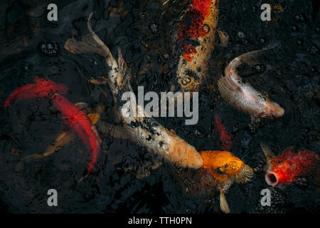 Overhead view of koi carps swimming in pond Stock Photo