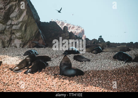 Back view of sea lions on the beach, Islas Ballestas, Paracas, Peru Stock Photo