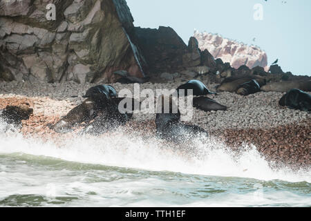 Back view of sea lions on beach, Islas Ballestas, Paracas, Peru Stock Photo