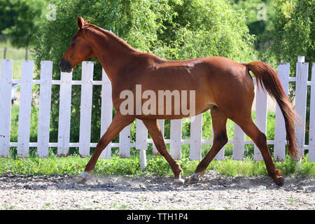 Beautiful young chestnut colored horse galloping in the corral summertime Stock Photo