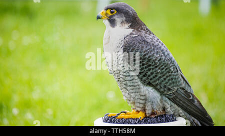 A side profile view of a captive Peregrine Falcon (Falco peregrinus) perching on a falconer's block. Stock Photo