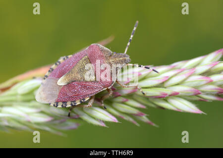 Sloe Bug Dolycoris baccarum at RSPB St Aidans Nature Park, nr Leeds, UK Stock Photo