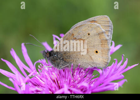 Meadow Brown - male underwing at RSPB St Aidans Nature Park, nr Leeds, UK Stock Photo