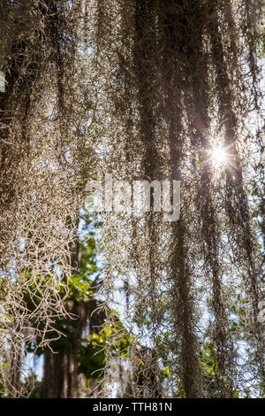 Spanish Moss on Live Oak Tree with sun shinning through Stock Photo