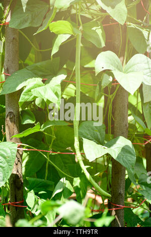 Organic yard long Bean (Vigna unguiculata) on agriculture field. Stock Photo