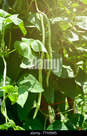 Organic yard long Bean (Vigna unguiculata) on agriculture field. Stock Photo