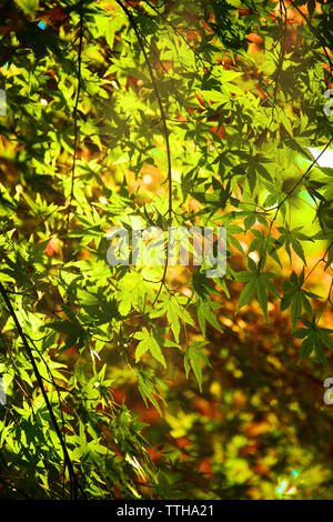 Still green of Japanese maple leaves with morning light in early autumn on November 2018 in Kyoto, Japan. Stock Photo