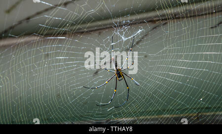 A female giant woods spider in the mountain forest of Taipei, big legs were about 15cm from tip to tip, Taiwan Stock Photo