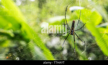 A female giant woods spider in the mountain forest of Taipei, big legs were about 15cm from tip to tip, Taiwan Stock Photo