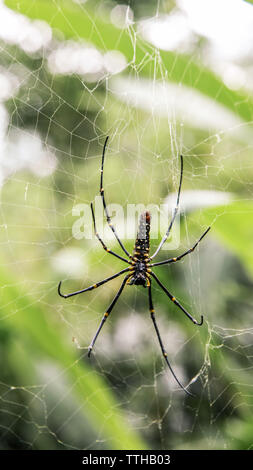 A female giant woods spider in the mountain forest of Taipei, big legs were about 15cm from tip to tip, Taiwan Stock Photo