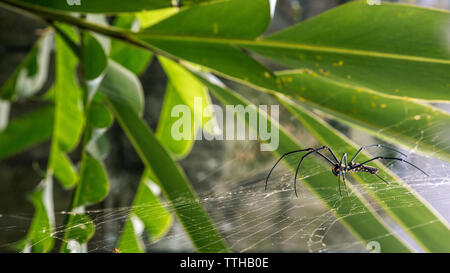 A female giant woods spider in the mountain forest of Taipei, big legs were about 15cm from tip to tip, Taiwan Stock Photo