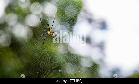 A female giant woods spider in the mountain forest of Taipei, big legs were about 15cm from tip to tip, Taiwan Stock Photo