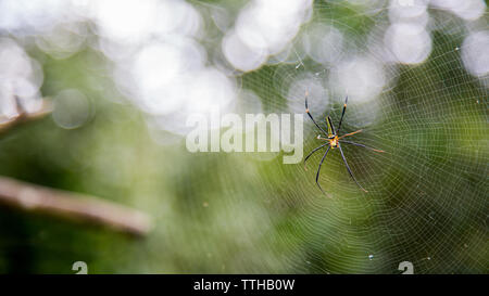 A female giant woods spider in the mountain forest of Taipei, big legs were about 15cm from tip to tip, Taiwan Stock Photo