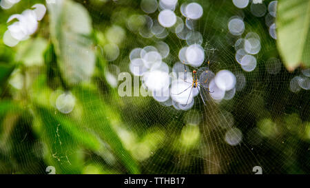 A female giant woods spider in the mountain forest of Taipei, big legs were about 15cm from tip to tip, Taiwan Stock Photo