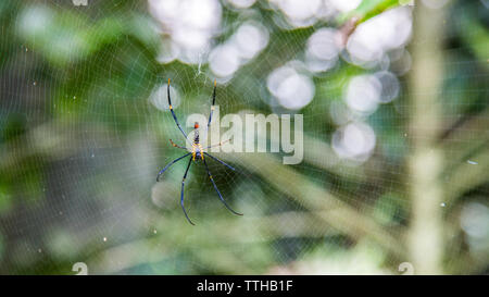 A female giant woods spider in the mountain forest of Taipei, big legs were about 15cm from tip to tip, Taiwan Stock Photo