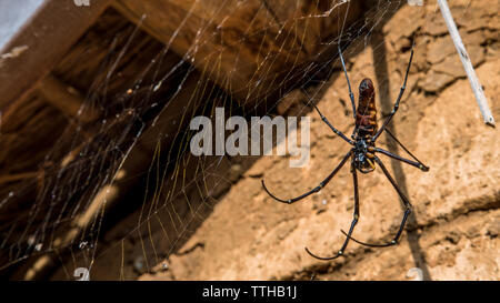 A female giant woods spider in a house mountain of Taipei, big legs were about 15cm from tip to tip. Taiwan Stock Photo