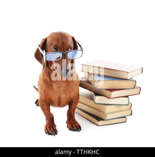 Dachshund in glasses with a stack of books isolated on white. Stock Photo