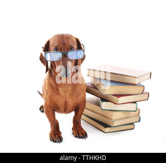 Dachshund in glasses with a stack of books isolated on white. Stock Photo