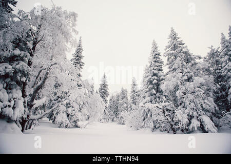 Trees on snow covered field against sky Stock Photo