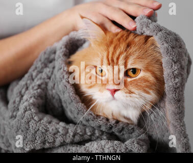 Woman holding cute ginger cat Stock Photo