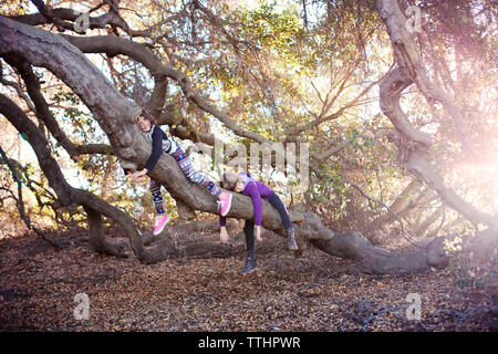 Sisters lying on tree trunk in forest Stock Photo