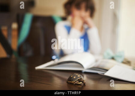 Close-up of turtle on table with girl and books in background Stock Photo