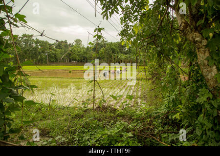 Agriculture is the largest employment sector in Bangladesh. The performance of this sector has an overwhelming impact on major macroeconomic objective Stock Photo