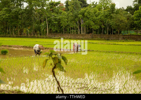 Agriculture is the largest employment sector in Bangladesh. The performance of this sector has an overwhelming impact on major macroeconomic objective Stock Photo