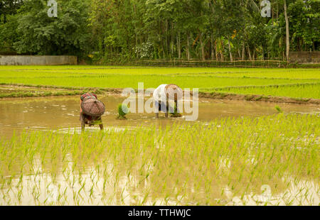 Agriculture is the largest employment sector in Bangladesh. The performance of this sector has an overwhelming impact on major macroeconomic objective Stock Photo