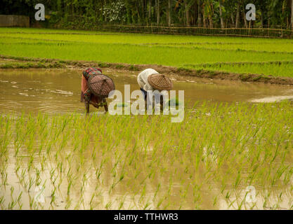 Agriculture is the largest employment sector in Bangladesh. The performance of this sector has an overwhelming impact on major macroeconomic objective Stock Photo