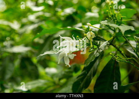 Jasminum grandiflorum, also known variously as the Spanish jasmine, Royal jasmine, Catalan jasmine, among others, is a species of jasmine native to So Stock Photo