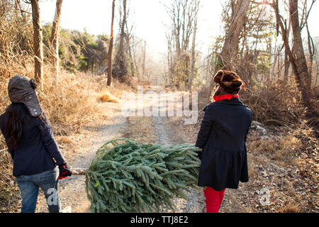 Friends carrying pine tree for christmas Stock Photo