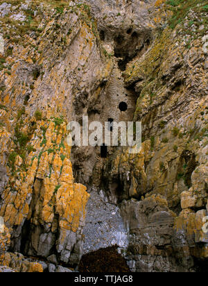 View NNE of Culver Hole Medieval/Post-Medieval pigeon house, Gower, Wales, UK: a 60-foot-high mortared limestone wall built across a sea cave Stock Photo