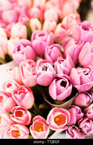 Close-up of tulip flowers Stock Photo