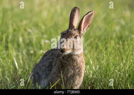 Detailed front close up of alert, wild, UK rabbit (Oryctolagus cuniculus) isolated in outdoor natural meadow, eating grass, ears up. Stock Photo