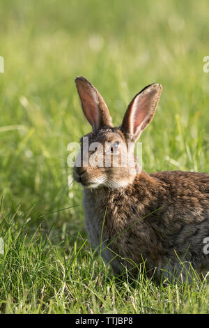 Detailed close-up view of a wild UK rabbit (Oryctolagus cuniculus) isolated in outdoor, natural meadow habitat in late afternoon sunshine. Stock Photo