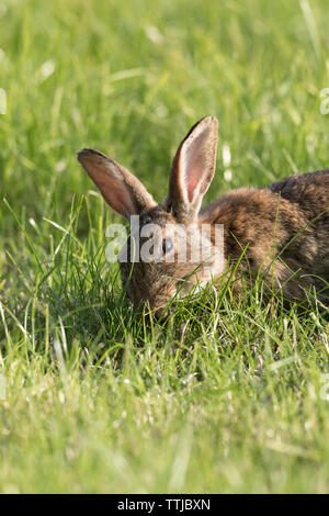 Front view close up, wild UK bunny rabbit (Oryctolagus cuniculus) isolated outdoors in summer meadow, head down eating long grass in sunshine, ears up. Stock Photo